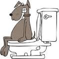 dog toilet