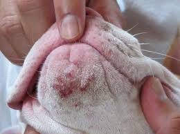 Δερματικα προβληματα – μυκητιαση, αλλεργικη δερματιτιδα, ψωρα σκυλου Vetdoc_acne