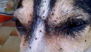 Δερματικα προβληματα – μυκητιαση, αλλεργικη δερματιτιδα, ψωρα σκυλου Vetdoc_fleas